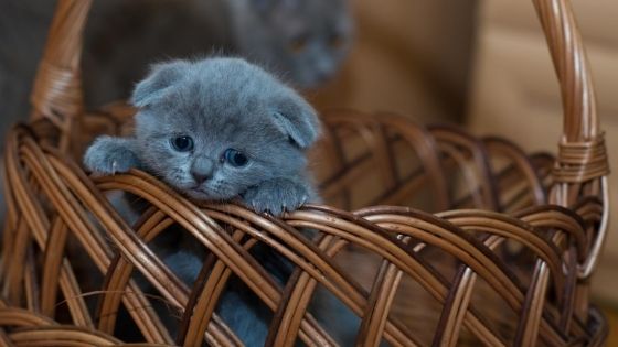 Como cuidar de um gatinho recém-nascido órfão • Tiendanimal Blog