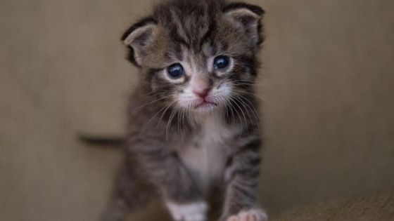 Como cuidar de um gatinho recém-nascido órfão • Tiendanimal Blog