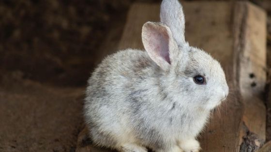 cuidados-com-coelho-como-animal-de-estimacao